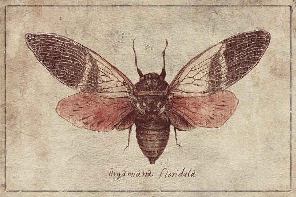 Mike Koubou: Argamiana Floridula 2 by Mike Koubou