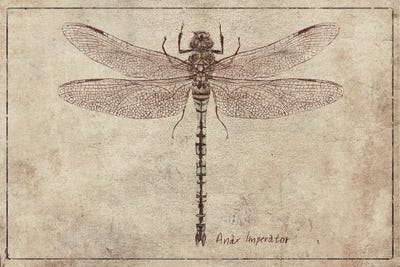 Anax Imperator 2 by Mike Koubou canvas print