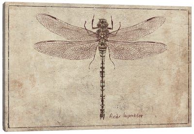 Anax Imperator 2 Canvas Art Print - Dragonfly Art