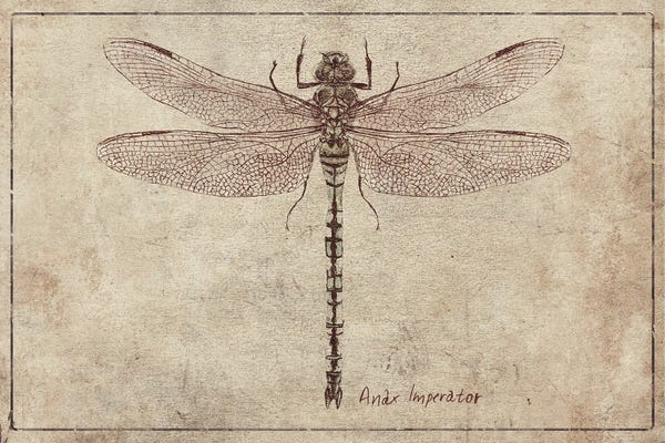 Vintage Animal Illustrations: Anax Imperator 2 by Mike Koubou