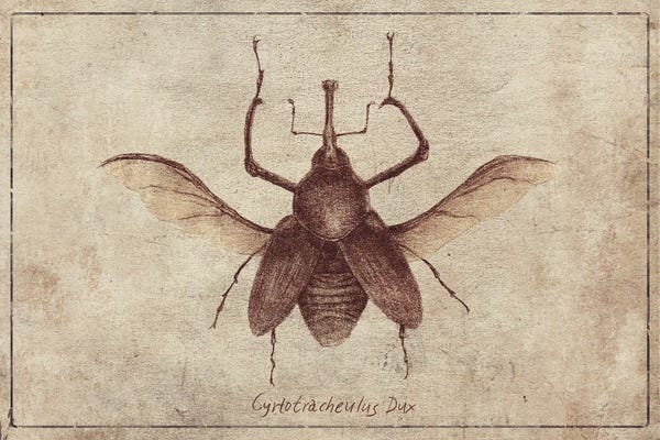 Beetles: Cyrtotracheulus Dux 2 by Mike Koubou