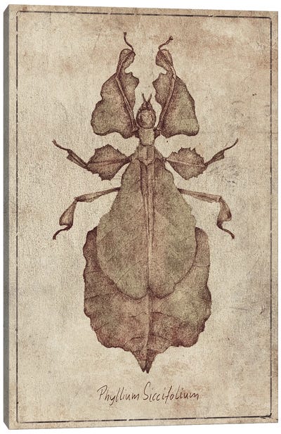 Phyllium Siccifolium 2 Canvas Art Print - Animal Illustrations