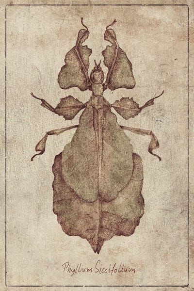 Phyllium Siccifolium 2