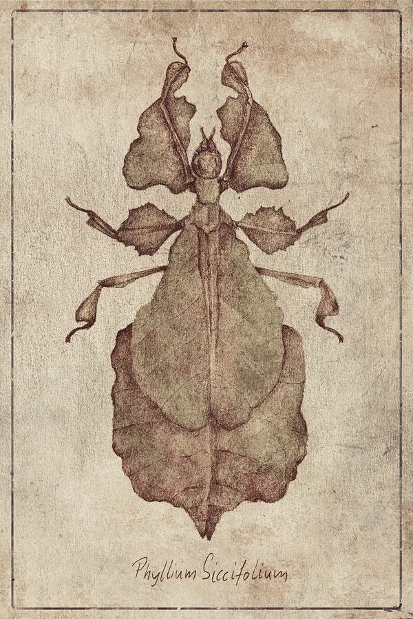 Phylliidae