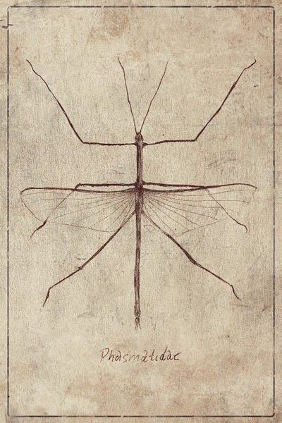 Vintage Animal Illustrations: Phasmatidae 2 by Mike Koubou