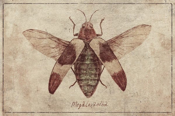 Megaloxantha 2