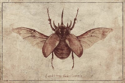 Eupatorus Gracilicornis 2 by Mike Koubou canvas print