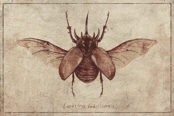 Beetles: Eupatorus Gracilicornis 2 by Mike Koubou