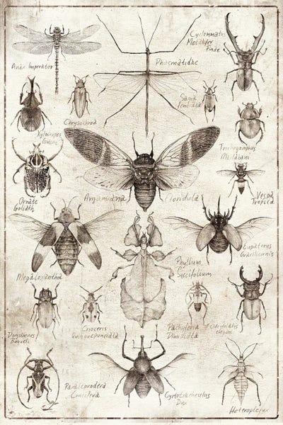 Insects B/W by Mike Koubou canvas print