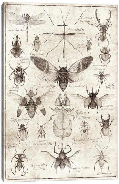 Insects B/W Canvas Art Print - Mike Koubou