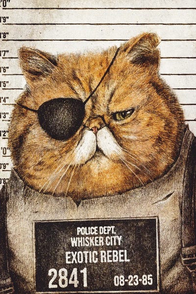 Orange Cats: Exotic Rebel by Mike Koubou