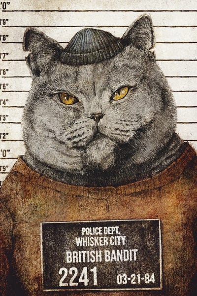 British Shorthairs: British Bandit by Mike Koubou