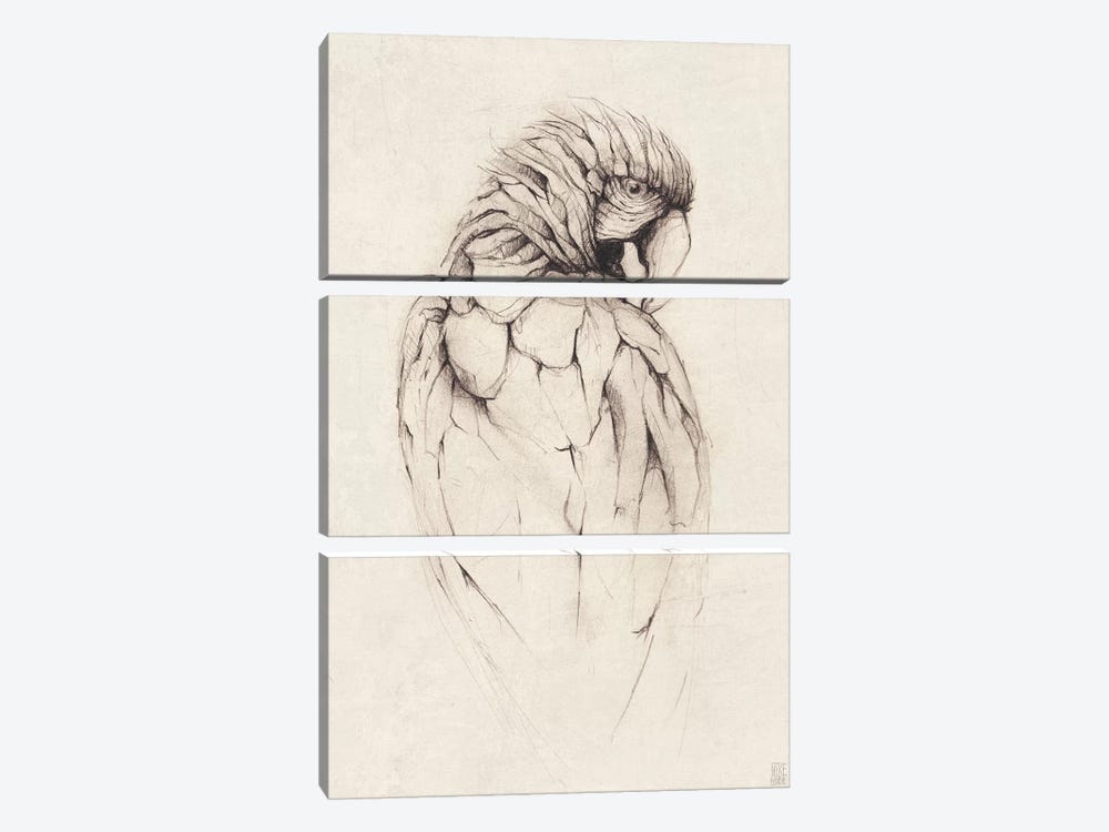 Parrot I by Mike Koubou 3-piece Canvas Print