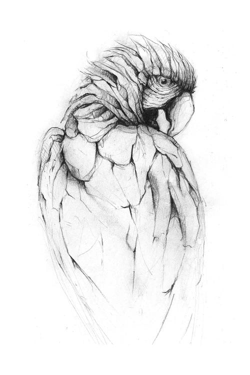 Parrot II by Mike Koubou wall art
