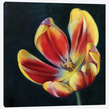 Red And Yellow Tulip Canvas Print #MKD4} by Mira Kamada Canvas Artwork