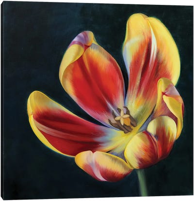Red And Yellow Tulip Canvas Art Print - Similar to Georgia O'Keeffe