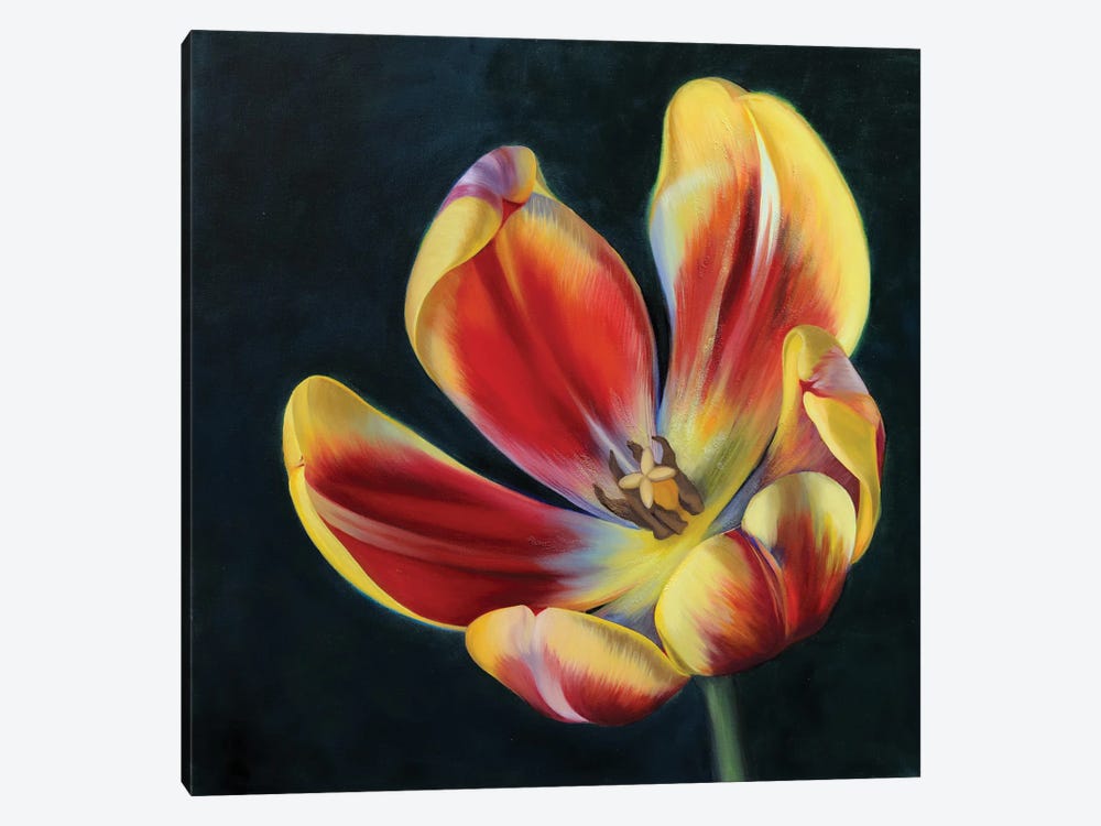 Red And Yellow Tulip by Mira Kamada 1-piece Art Print