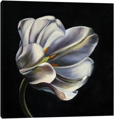 Night Bloom Canvas Art Print - Similar to Georgia O'Keeffe