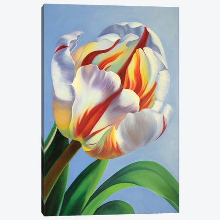 Candy Cane Tulip Canvas Print #MKD9} by Mira Kamada Canvas Print