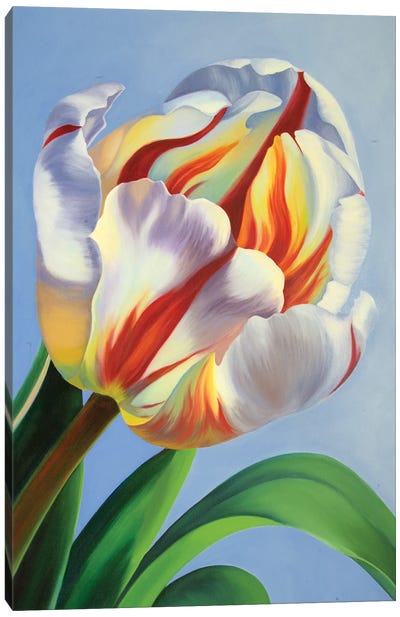 Candy Cane Tulip Canvas Art Print - Similar to Georgia O'Keeffe