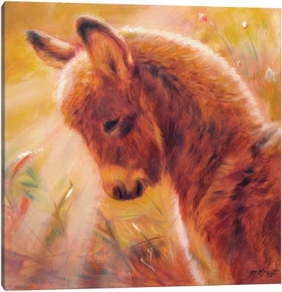 Sunlit Donkey Canvas Art Print