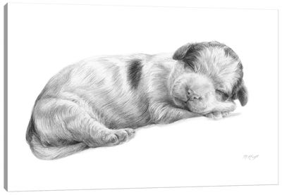 Lagotto Romagnolo Dog Puppy Canvas Art Print - Marjolein Kruijt