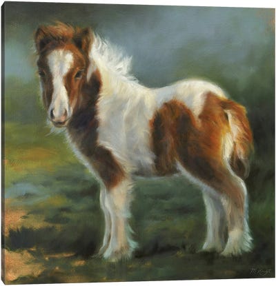Miniature Shetland Pony Foal Canvas Art Print - Marjolein Kruijt