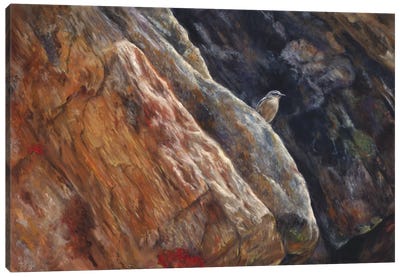On The Lookout - Northern Wheatear Bird Canvas Art Print - Marjolein Kruijt