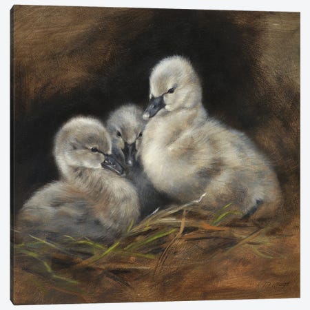 Together - Cygnet Baby Swans Canvas Print #MKJ92} by Marjolein Kruijt Canvas Artwork