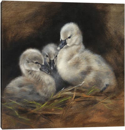 Together - Cygnet Baby Swans Canvas Art Print - Marjolein Kruijt