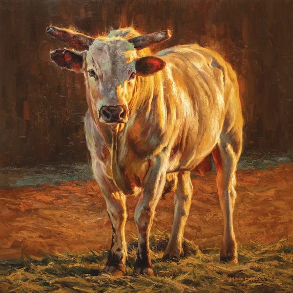 Bulls: Rodeo Gold by Mark McKenna