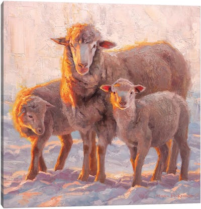 Sundown Canvas Art Print - Sheep Art