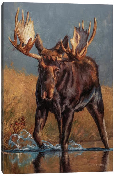 Comin' Through Canvas Art Print - Moose Art