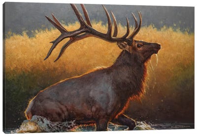 Well On His Way Canvas Art Print - Deer Art