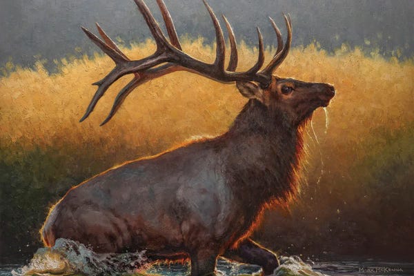 Golden Hour Animals: Well On His Way by Mark McKenna