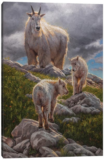 High Sierra Sanctuary Canvas Art Print - Goat Art