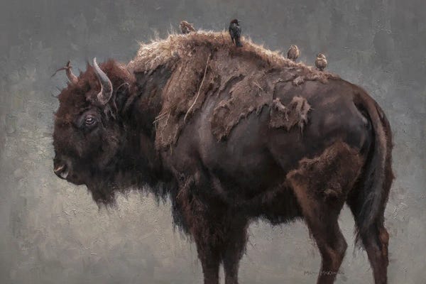 Bison & Buffaloes: Birds And The Beast by Mark McKenna
