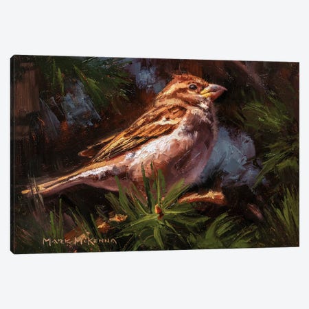 House Sparrow Canvas Print #MKM65} by Mark McKenna Canvas Print