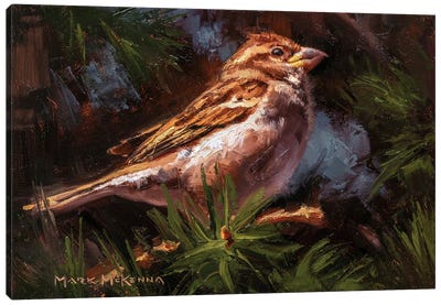 House Sparrow Canvas Art Print - Sparrow Art