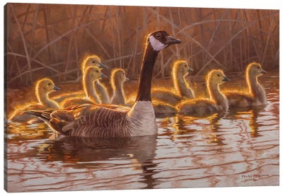 First Light Canvas Art Print - Duck Art