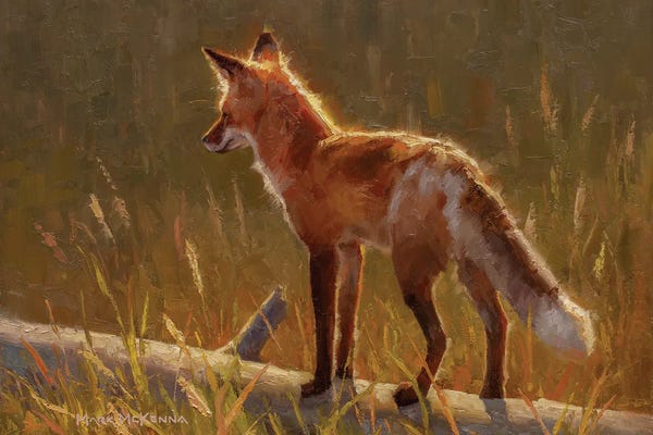 Golden Hour Animals: Posed To Pounce by Mark McKenna