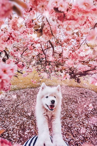 Cherry Trees: Terrible Beast by Hobopeeba