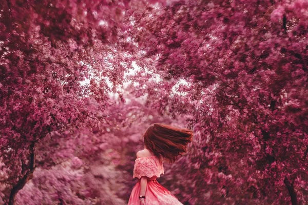 Cherry Trees: The Blossom Is Everywhere by Hobopeeba