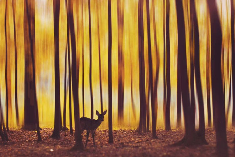 The Deer In The Fog