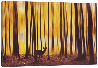 The Deer In The Fog Canvas Art Print - Hobopeeba