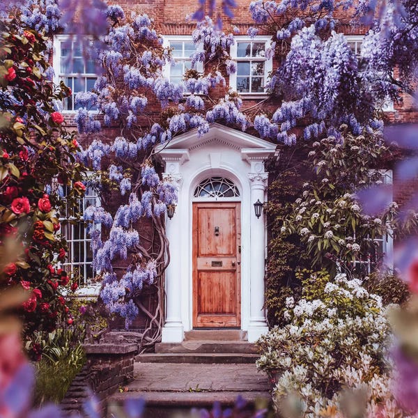 Wisterias: The London Spring by Hobopeeba