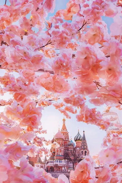 Cherry Blossoms: The Moscow Spring by Hobopeeba