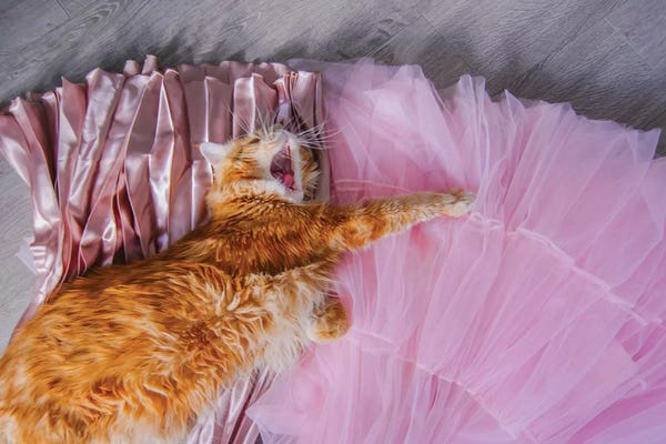 Tabbies: TV Star by Hobopeeba