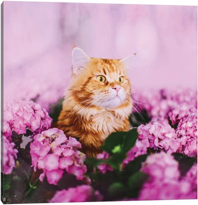 What Canvas Art Print - Orange Cat Art