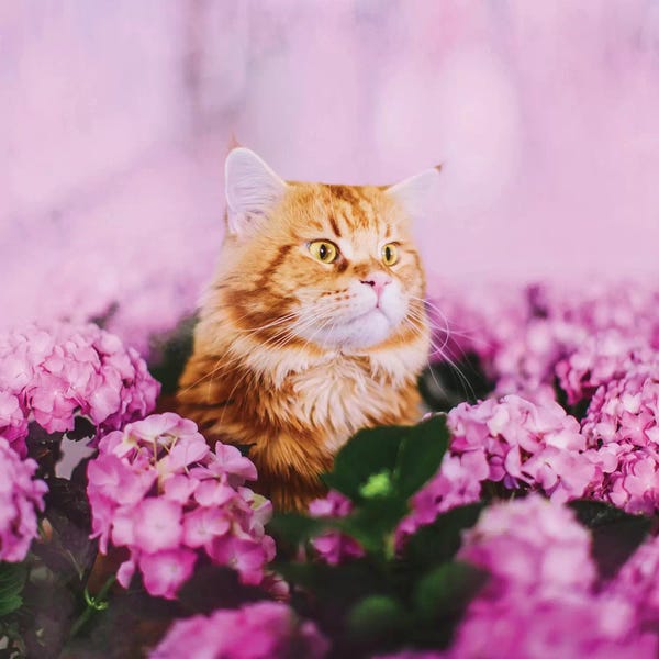 Orange Cats: What by Hobopeeba